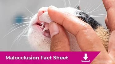 Malocclusion Fact sheet image