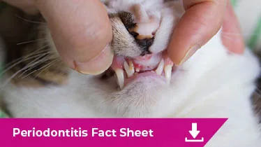 Periodontitis Fact sheet image