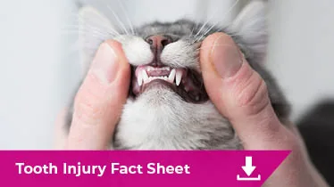 Tooth Injury Fact sheet image