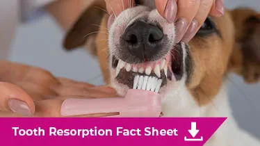 Tooth Resorption Fact sheet image