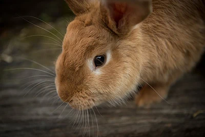 importance of vaccinating your rabbit