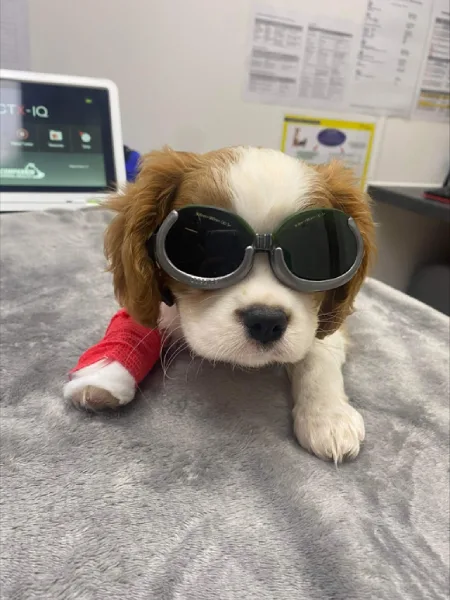 laser therapy treatment at abbey house vets in morley