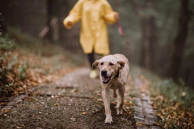 Senior Pets - An image of a mature dog out for a healthy walk