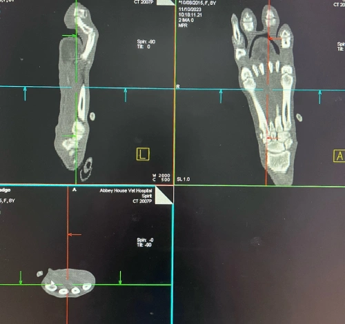 CT scanning at abbey vets in leeds