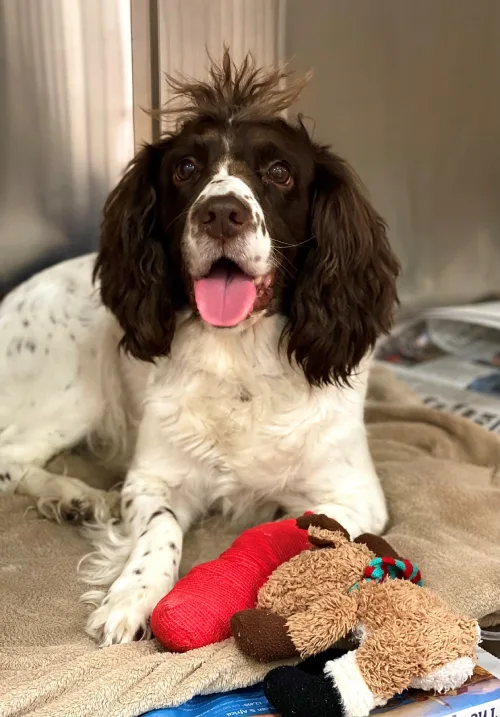 Cocker Spaniel makes full recovery after thorn stuck in her paw