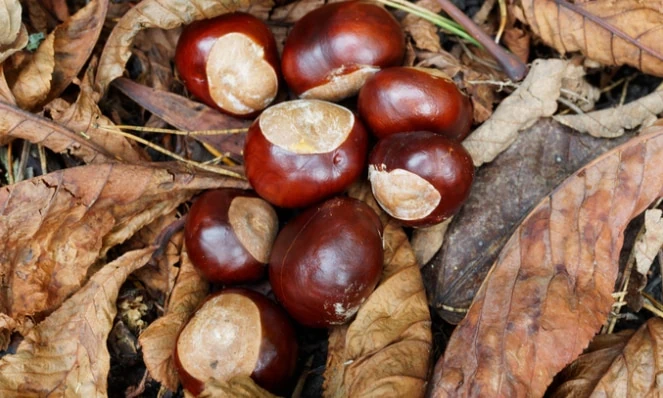 Conkers