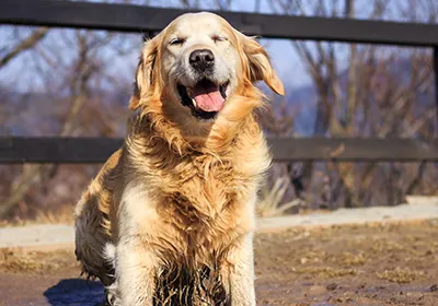 Alabama Rot Awareness