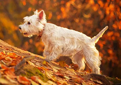 Are conkers poisonous to dogs?