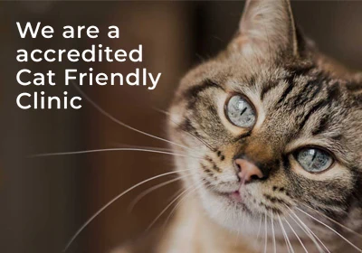 Abbey House clinics are all Cat Friendly accredited
