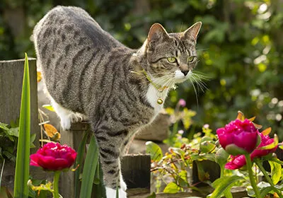 Lily poisoning: Protecting your pets from a hidden danger