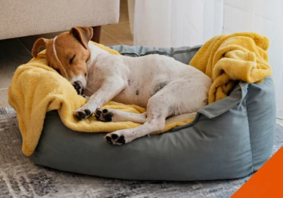 Top tips for keeping your pet warm throughout the winter months