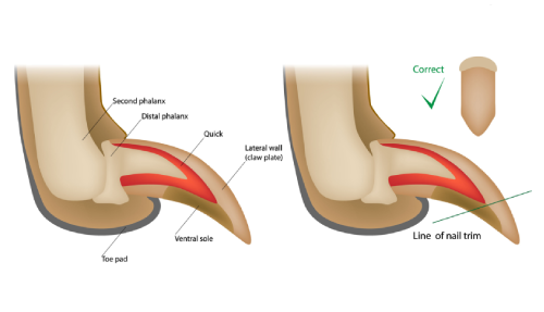 correct way to clip your pets paws