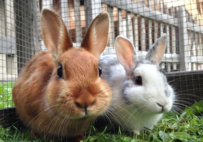 Are you considering getting a pet Rabbit?