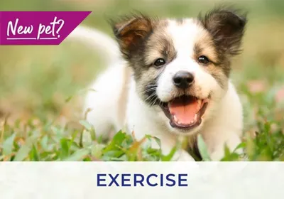 West Yorkshire vets give advice on exercising your puppy and kitten