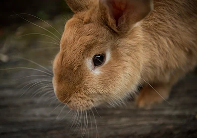 Importance of vaccinating your Rabbit