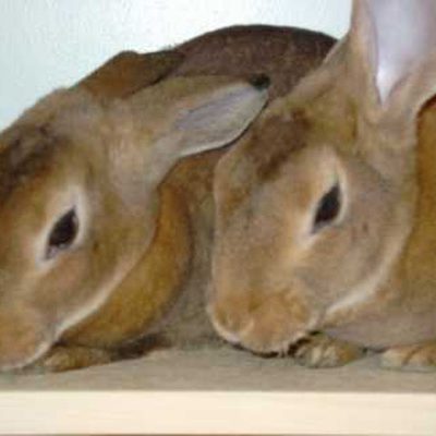 Importance of Vaccinating your Rabbit