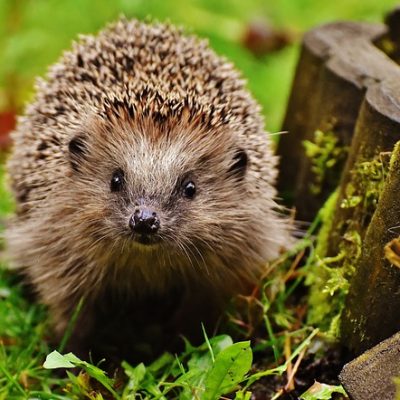 Top tips to help the Hedgehogs