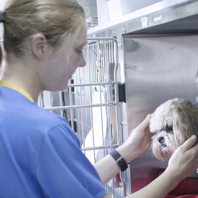 Hospitalisation of your Pet