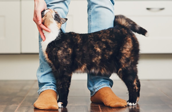 How you can support your pet’s mental health