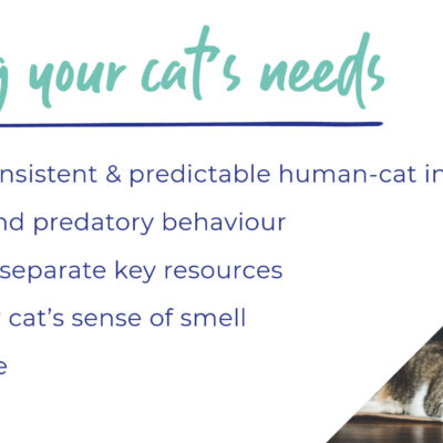 Caring for your cat – An owner’s guide