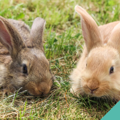 Looking after your pet rabbit in the current environment