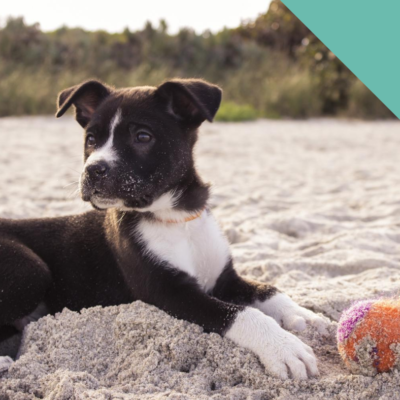 Going to the beach with your dog this summer?