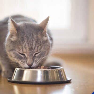 Nutritional advice for cats and dogs