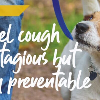Kennel Cough myths and facts