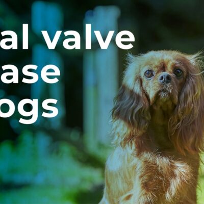 Mitral Valve Disease (MVD) in dogs in Leeds