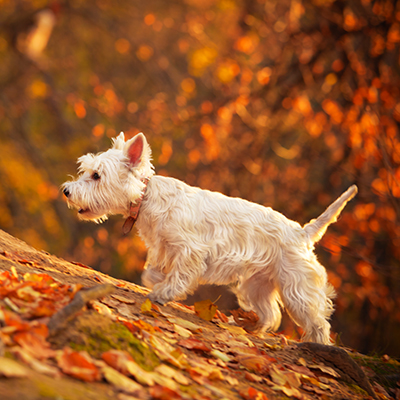 Are conkers poisonous to dogs?